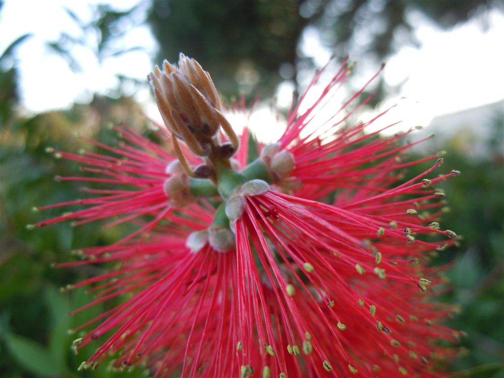 Callistemon speciosus